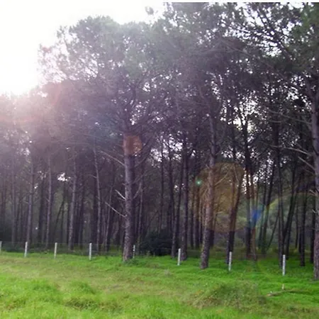 Campsite Club Magic Garden *
