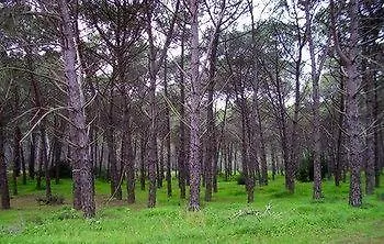 Campsite Club Magic Garden *